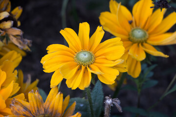 Yellow flower rudbeckia close-up. Flowerbed with yellow flowers