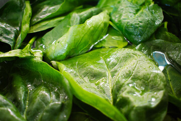 Close up of raw spinach leaves in water being washed in the sunlight