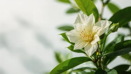 Fragrant sandalwood with soothing herbs for calmness