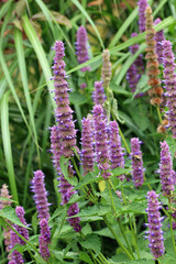 Blue giant hyssop flower spikes