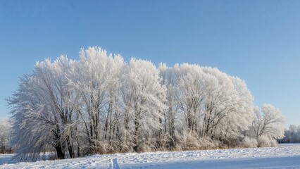Under a cloudless blue sky, icy trees dominate a tranquil snowy setting, reflecting the essence of the cold December and January days.