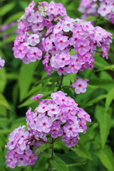 Pink phlox flower spike in close up