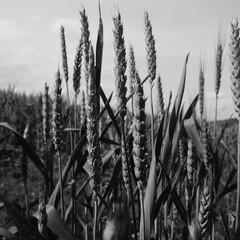 field of wheat