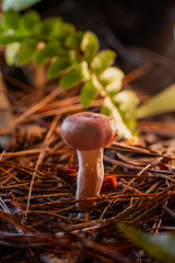 Small mushroom (Basidiomycota sp.) close-up macro, low-angle side view in forest floor setting, ideal for nature and mycology content