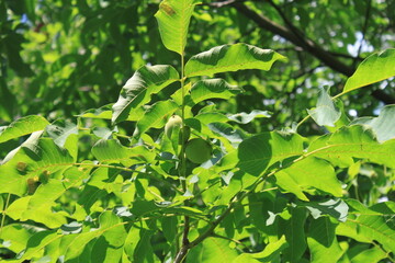 green leaves of a tree