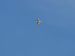 a high flying seagull in a cloudless blue sky