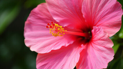 Extreme close-up of a vibrant pink hibiscus flower with detailed yellow pollen on the stamen against a blurred green background
