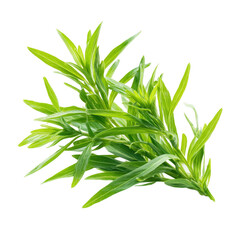 Fototapeta premium Fresh green tarragon herb isolated on transparent background for culinary and medicinal purposes
