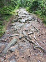 Steiniger Waldweg am Rudolfstein, Fichtelgebirge