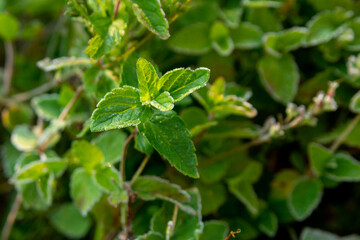 Mountain grasses covered with frost. Close up. Ergaki Nature Park