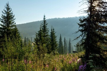 Mountain landscape. A mountain meadow overgrown with fir trees at sunrise. Ergaki Nature Park