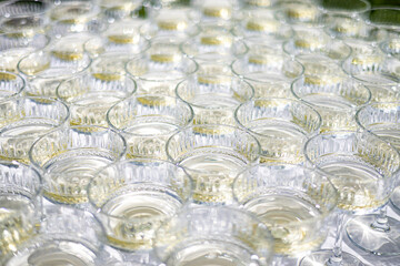 Champagne Glasses in Rows Ready for Celebration