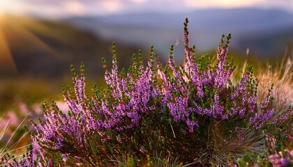 Fototapeta premium heather cuphea hyssopifolia plant with purple flowers