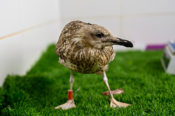 yellow-legged gull (Larus michahellis)