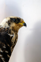 European honey buzzard portrait