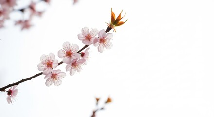 Zachte lentelicht vult bloeiende tak delicate roze bloesems. AI Generated