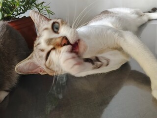 cat 