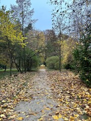 path in the park with fallen autumn leaves