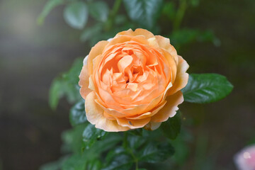 Rose in full bloom with richly layered orange petals and vivid green foliage. Orange roses symbolize enthusiasm, passion, energy, and admiration,  expressing intense emotions or budding romance.