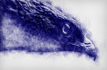 European honey buzzard portrait enhanced