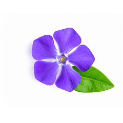 Obraz premium Top View of Purple Flower with Green Leaf Laid Across, PNG
