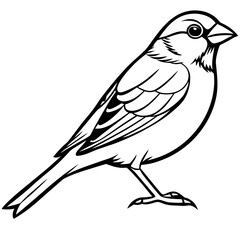 Finch line art vector