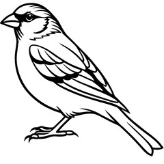 Obraz premium Finch line art vector