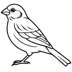 Finch line art vector