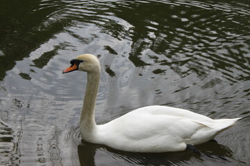 white swan on the lake