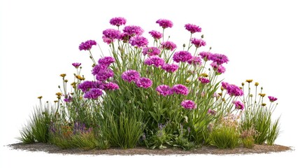 Obraz premium Lush flower bed with vibrant pink blooms and greenery.