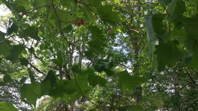 Sunlight filtering through lush green leaves of a majestic maple tree_1