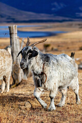 Fototapeta premium A herd of animal in the landscape of patagonia