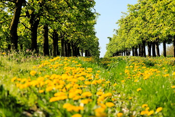 Obraz premium W kwitnącym sadzie