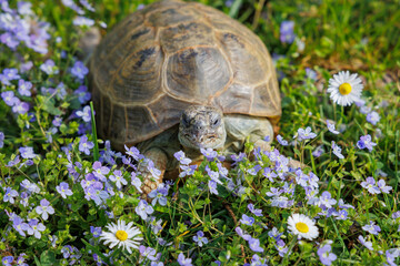 Turtle exploring a flower-filled garden during a sunny spring day