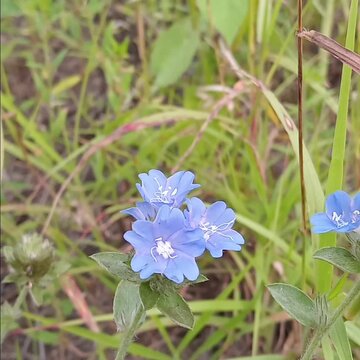 blue flower