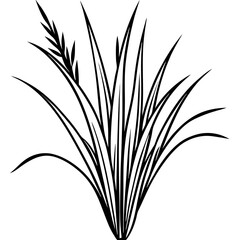 Fine Fescue line art vector