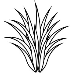 Fine Fescue line art vector