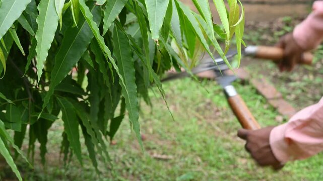 Pruning Polyalthia&nbsp;longifolia tree with big scissors. Gardener pruning the trees in his garden. Gardening or garden work.
