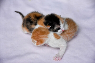 baby kitten sleep on the bed with happy feeling
