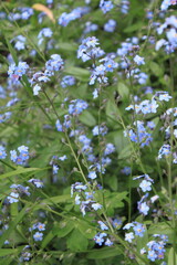 forget me not flowers