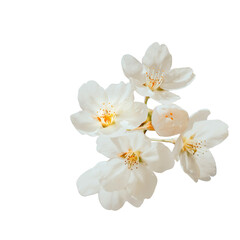 white cherry blossom