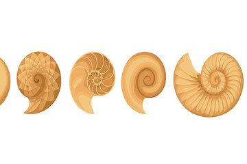 Natural spiral shapes of seashells in warm tones arranged in a row on a white background showcasing intricate patterns and textures