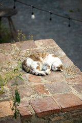 Stray cat resting curled in ball enjoying sunlight, soaking up warmth on pavement outdoors. Urban wildlife of animal, independent feline, street survival, natural heat absorption, animal resilience