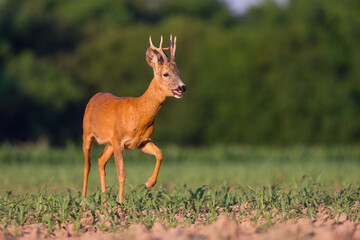 Fototapeta premium Portrait roebuck in a agricultural field
