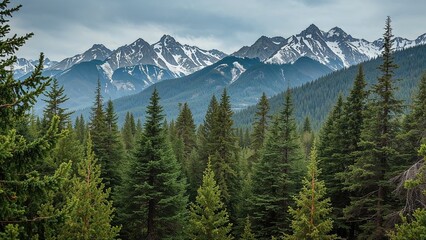Expansive Pine Forest Set Against Mountain Backdrop