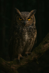 owl on a branch