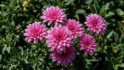 Fototapeta premium Radiant pink dianthus blooms growing in the flowerbed