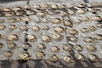 Dried Salted Fish. Small fish are sun-dried on a mesh surface in neat rows, showcasing a traditional seafood preservation method.