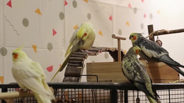 Cockatiel parrots.Funny parrots.Cockatiel pets.Bird with a crest.Cute animal.Funny bird.Cockatiel.Parrots are playing.
Caring for pets.Birds.Animals.Cute cockatiel.Home pet parrot.The best birds.
