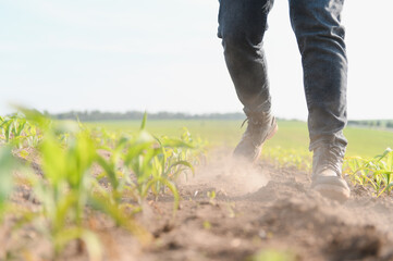 Farmer walking in corn field inspecting crops